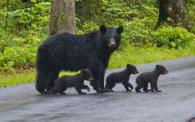 Sugar Bear Lodge, Hot Tub, Wifi, 1089 Free Tickets Each Paid Day, Dollywood And More